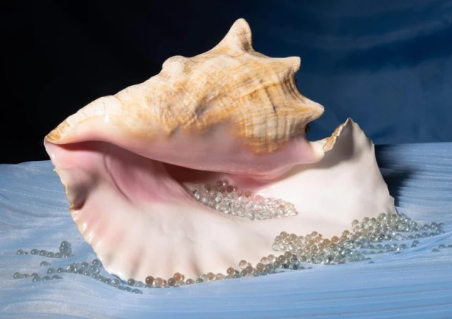 Conch shell with white and pink interior filled with clear glass beads, displayed on a blue fabric with a dark background.