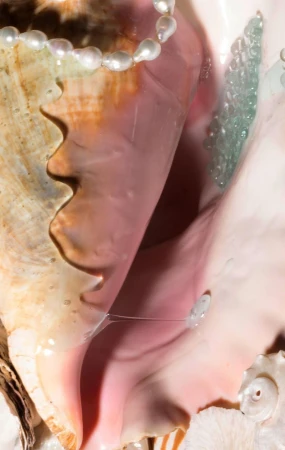 Close-up of a textured queen conch shell featuring a strand of pearls, iridescent bubbles, and intricate details of the shell's opening.