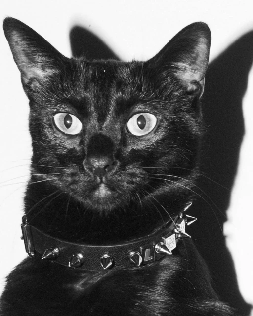Close-up studio shot of a sleek black cat with bright eyes wearing a spiked collar against a white background, casting a dark shadow.