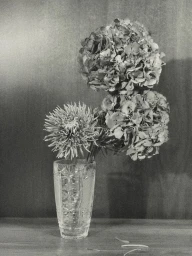Monochrome still life of dried hydrangeas and a spiky flower in an ornate cut crystal glass vase on a tabletop.