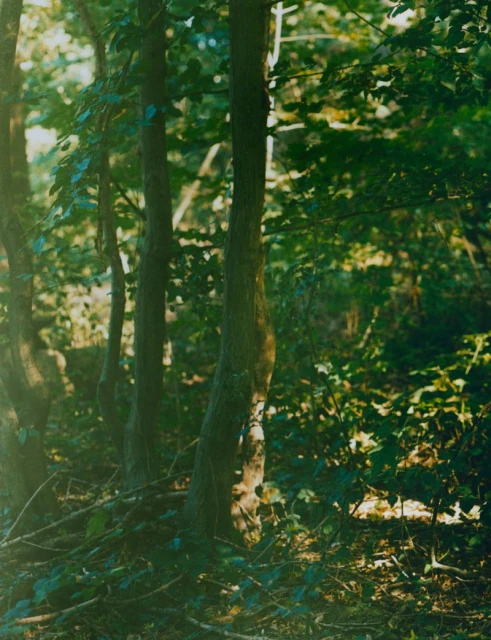 Sunlit forest scene featuring tall tree trunks in the foreground, with lush green foliage creating a dense, natural woodland environment.