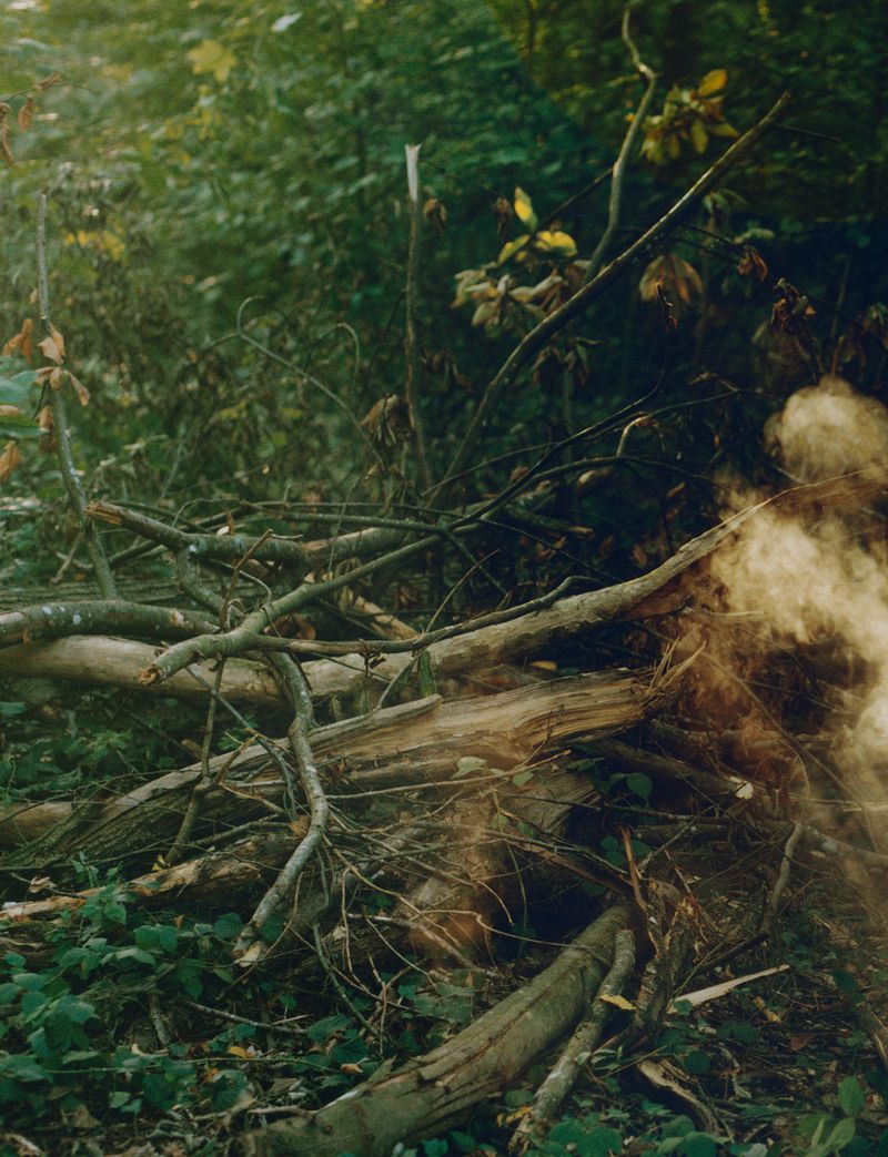 Fallen tree branches and foliage create a textured landscape in a lush, green forest setting, with a mystical smokey haze effect.