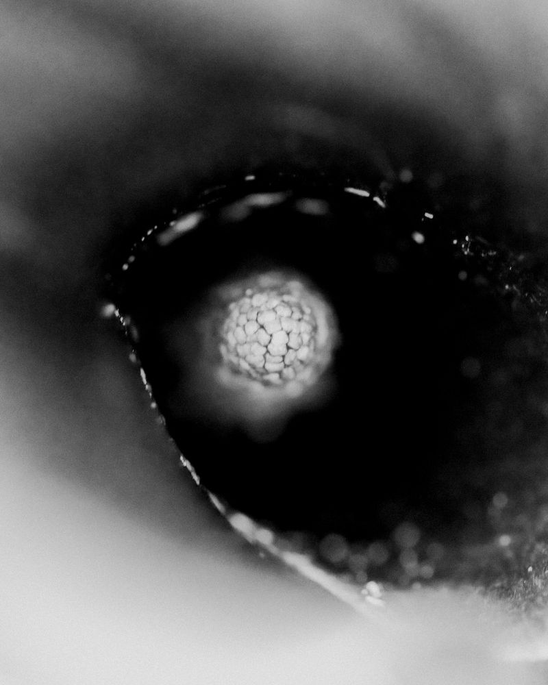 Monochrome macro photograph capturing the intricate details of a translucent, cell-like sphere against a dark backdrop, highlighting texture and form.