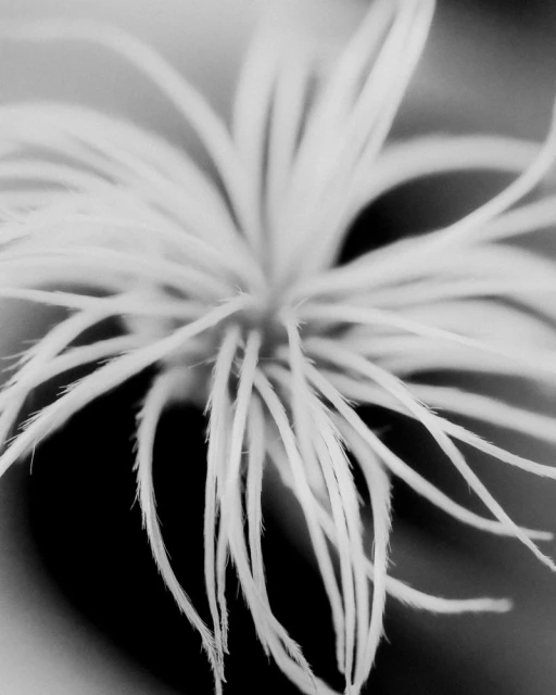 High-contrast macro photograph featuring abstract white, hairlike textures radiating from a central point against a black background.