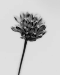 Close-up black and white macro photograph of a single flower head on a thin stem against a plain light background