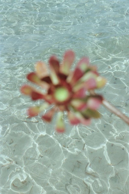 Close-up of an out-of-focus succulent-type plant submerged in shallow water. The sunlight creates ripple patterns on the sandy seabed.