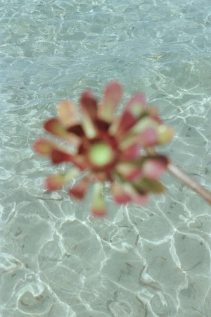 Close-up of an out-of-focus succulent-type plant submerged in shallow water. The sunlight creates ripple patterns on the sandy seabed.