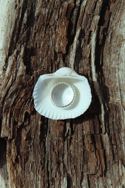 Close-up of a silver ring with beaded detail sitting in a white seashell, resting on a piece of driftwood with visible wood grain.