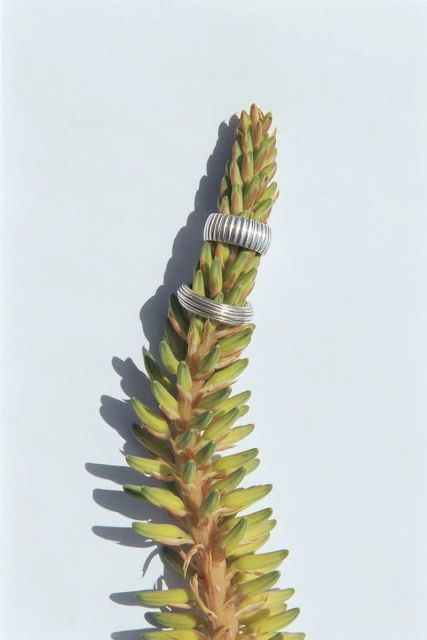 Two metal rings sit on a pointed green aloe vera plant against a bright white background, showcasing jewelry and botanical elements.