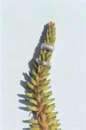 Silver rings stacked on a green plant stalk against a pale blue background