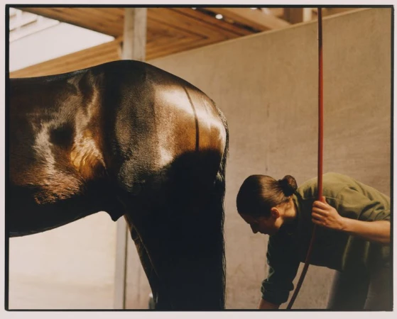 Person washing a dark brown horse with a red hose indoors. Sunlight illuminates the horse's back and highlights the clean animal.