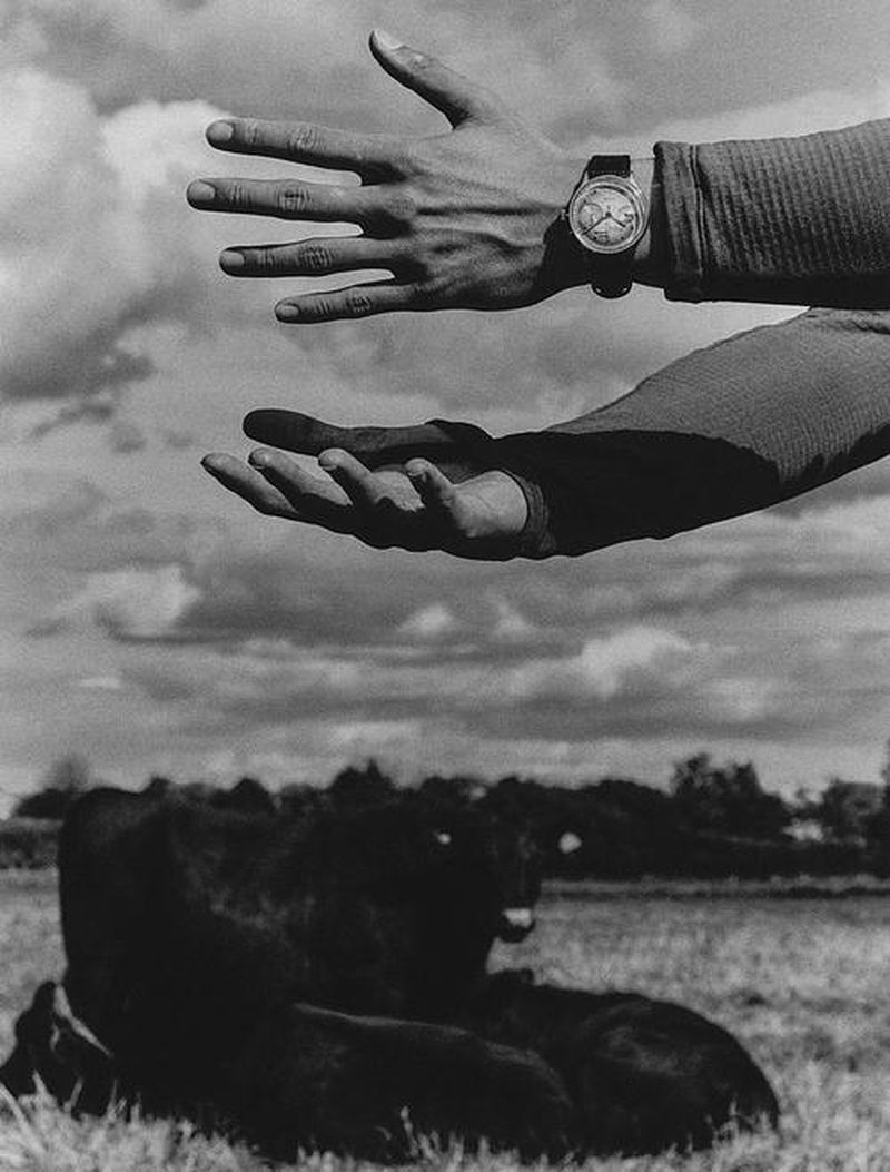 Monochrome photograph of two hands, one with a watch, positioned above a cow in a field under a cloudy sky, creating a surreal composition.