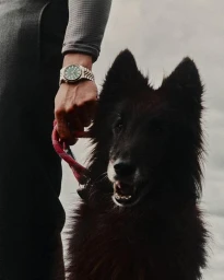 Person wearing a steel luxury wristwatch with a green dial while holding the red leash of a long-haired black dog.