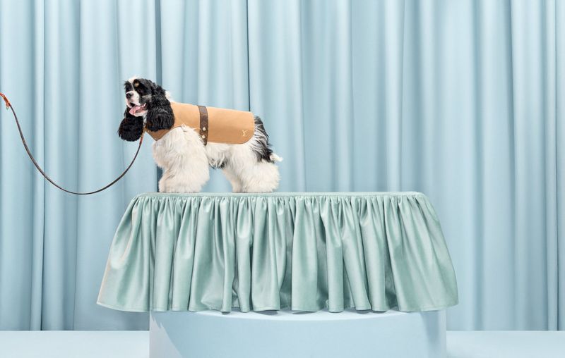 Black and white Cocker Spaniel dog stands on a table with blue draped fabric wearing a tan dog jacket in a staged photo studio setting.