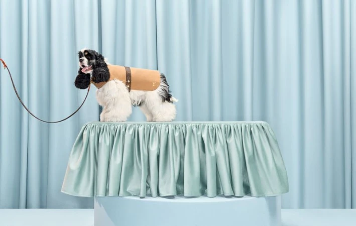 Black and white Cocker Spaniel dog stands on a table with blue draped fabric wearing a tan dog jacket in a staged photo studio setting.