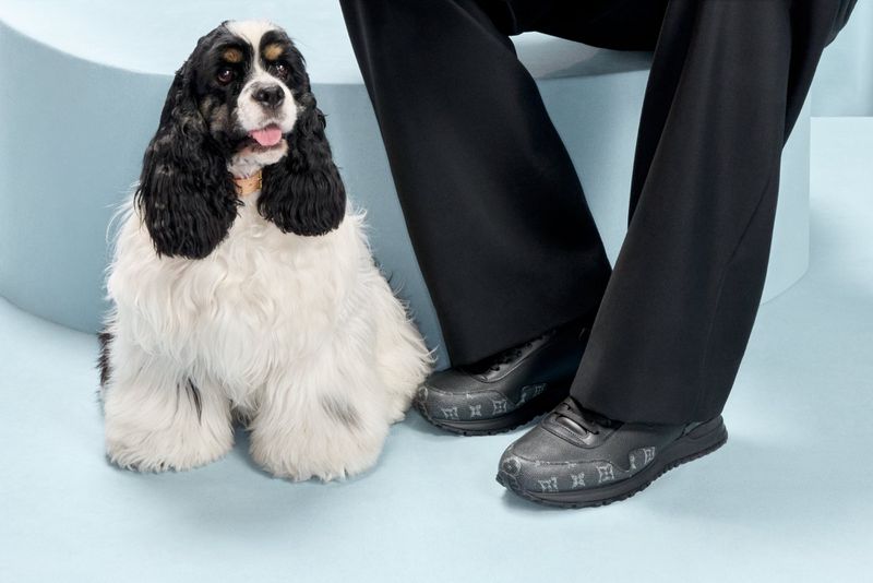 A black and white Cocker Spaniel dog sits next to a person wearing black pants and Louis Vuitton sneakers in a light blue studio.
