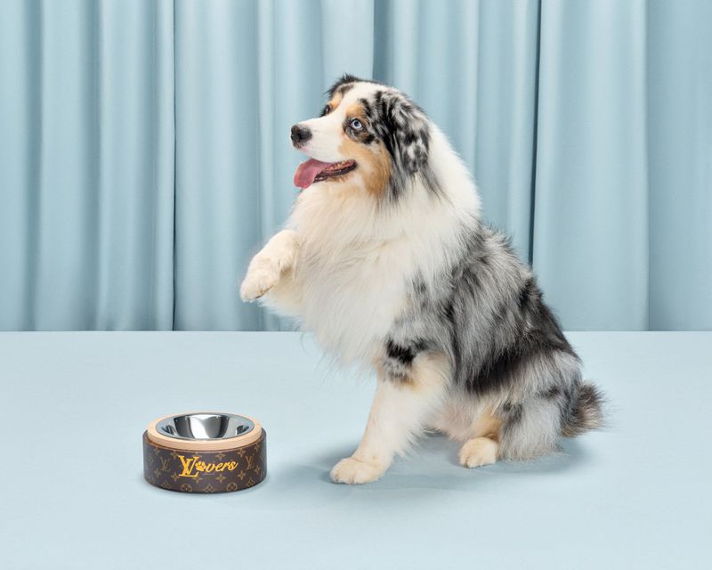 Australian Shepherd dog sits with paw raised next to a designer pet bowl, with a light blue background and natural studio lighting.