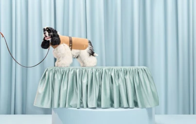 An American Cocker Spaniel wearing a tan dog coat stands on a light blue skirted display platform against pale blue pleated curtains.