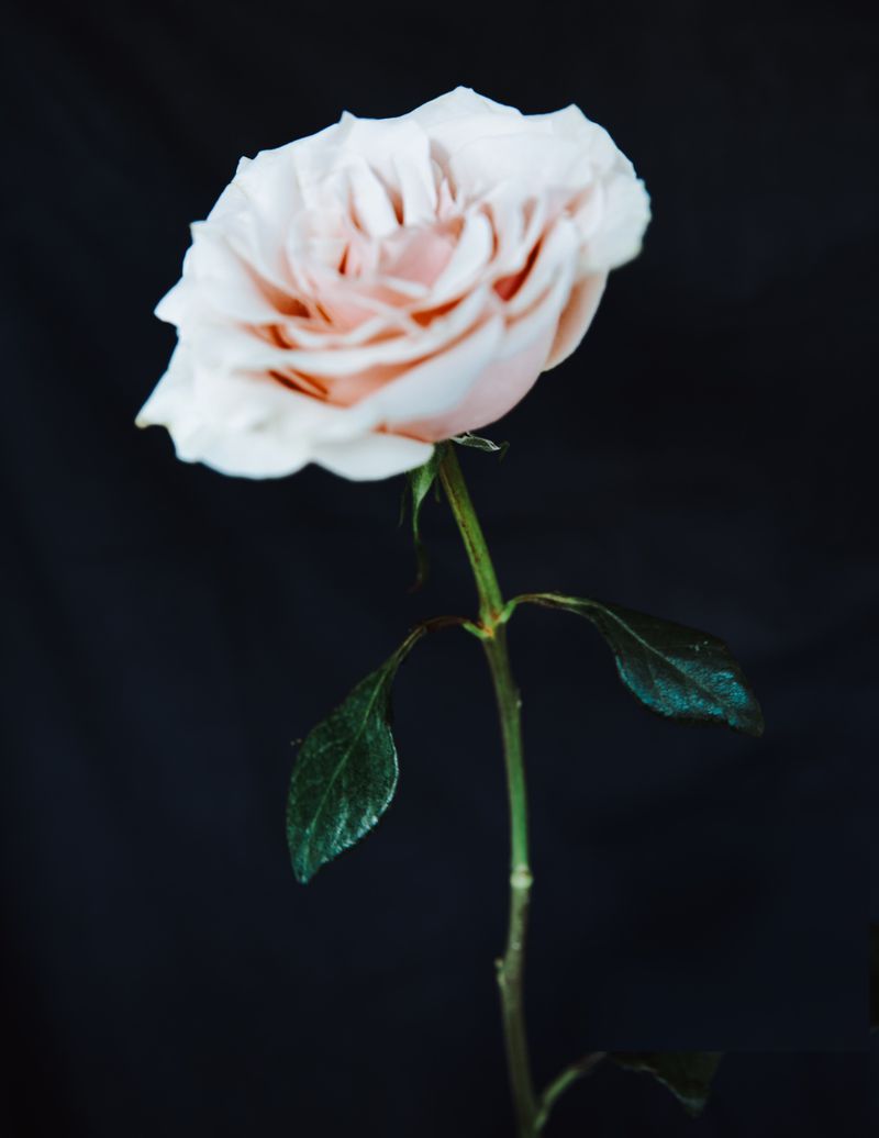 Pale pink rose with green leaves and stem against a dark backdrop, capturing its delicate beauty in a studio setting.
