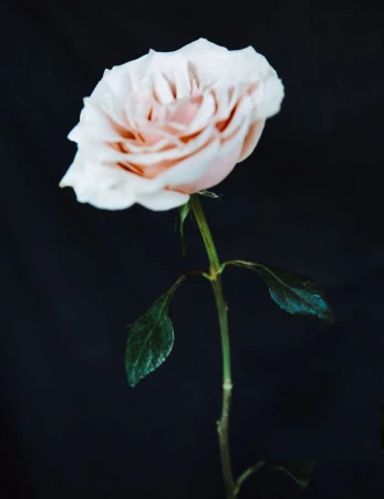 Pale pink rose with green leaves and stem against a dark backdrop, capturing its delicate beauty in a studio setting.