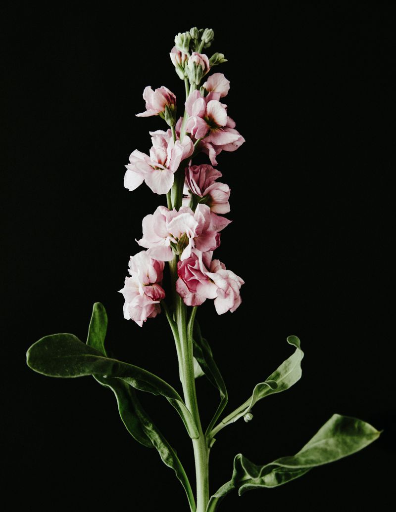 A single pink stock flower is centered on a stem with green leaves against a dark background, creating a simple yet elegant floral portrait.