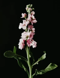 A single blooming pink stock flower stalk with green leaves positioned centrally against a solid black background.
