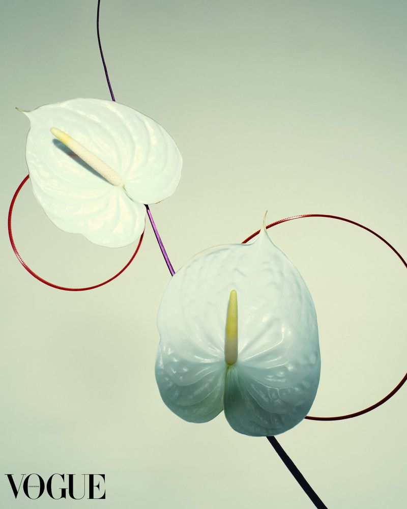 Two white anthurium flowers with purple and red curved lines on a light green background, artful floral arrangement.