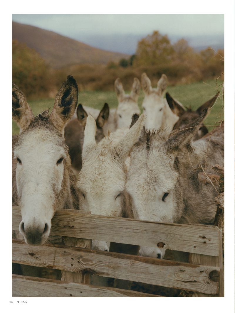 Close-up of donkeys behind a wooden fence in a green field with mountains in the background, creates a charming pastoral scene.