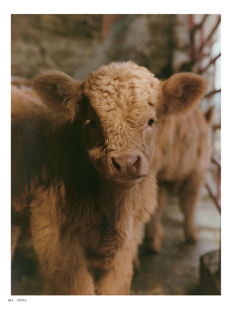 Close-up of a young, fluffy brown Highland calf with long hair standing indoors, with a second calf visible in the background.