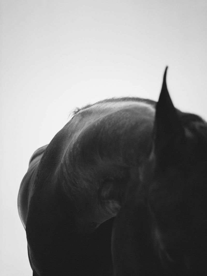 Monochromatic equine portrait showcasing the powerful musculature of a horse against a soft, bright backdrop, capturing strength and grace.