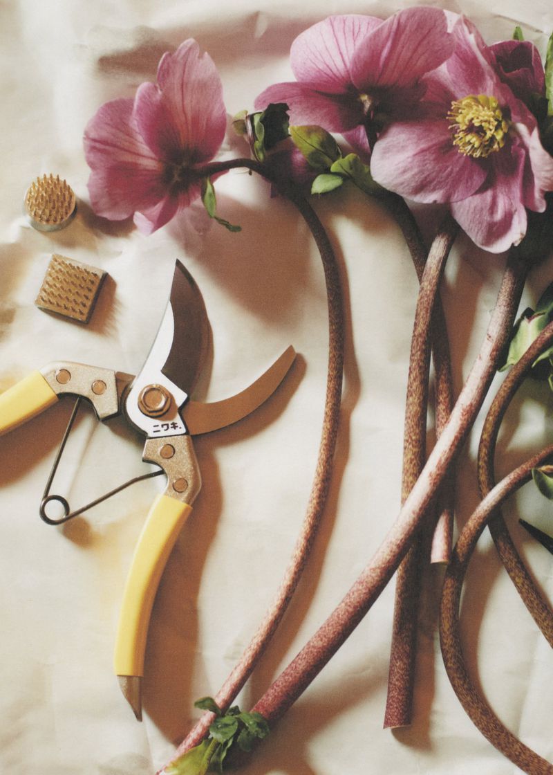 Close-up still life of pink hellebore flowers, pruning shears, and flower frogs arranged on white textured paper.