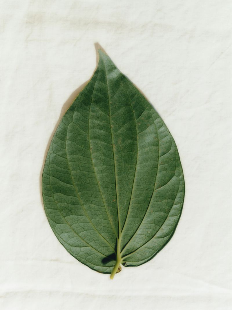 A single green betel leaf is centered on a textured off-white surface, showcasing its unique venation and shape in soft lighting.
