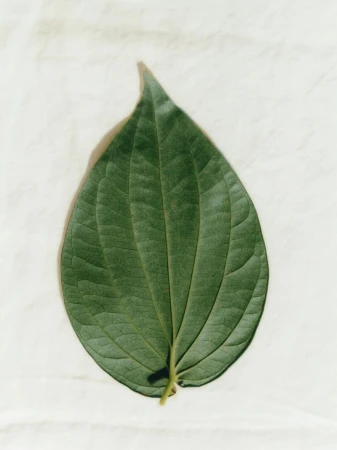 A single green betel leaf is centered on a textured off-white surface, showcasing its unique venation and shape in soft lighting.