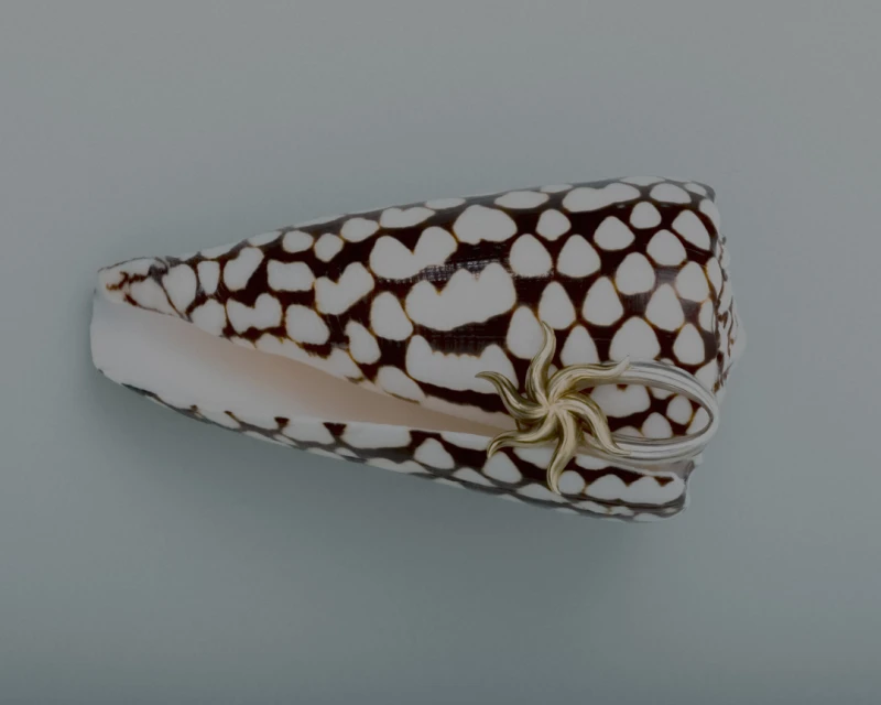 Overhead shot of a cone snail shell with white and brown spots and a gold star accessory on a light blue background. 