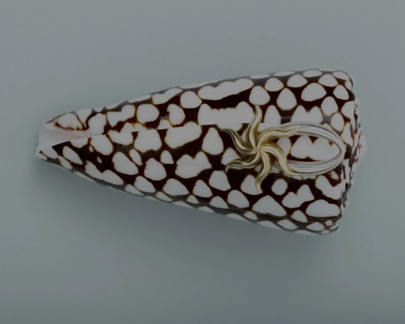 Close-up of a textile cone shell with brown spots and a gold starfish ring, set against a light blue backdrop in studio lighting.