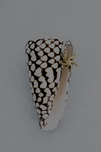 Spotted conch shell on light surface with metallic gold star charm attached to its opening. Marine aesthetic, seashell art.