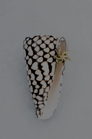 Spotted conch shell on light surface with metallic gold star charm attached to its opening. Marine aesthetic, seashell art.