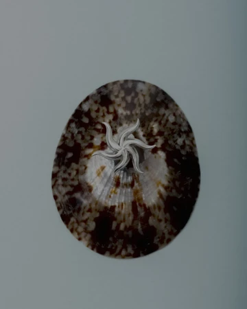 Close-up shot of a sea shell with a silver sea star on top, set against a soft blue backdrop, creating an ocean-themed visual.