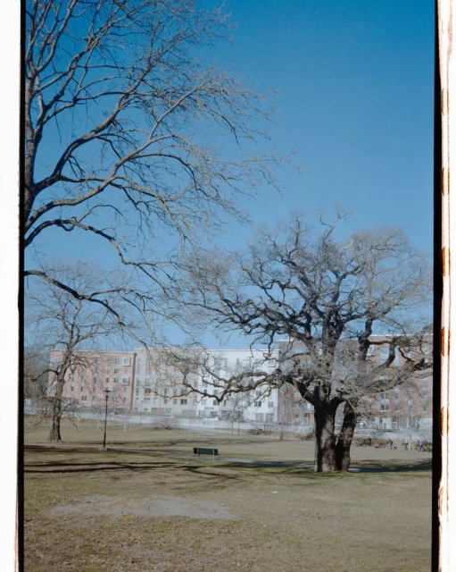 Landscape view of barren trees in a park with apartment buildings in the background under a bright blue sky on a sunny day.
