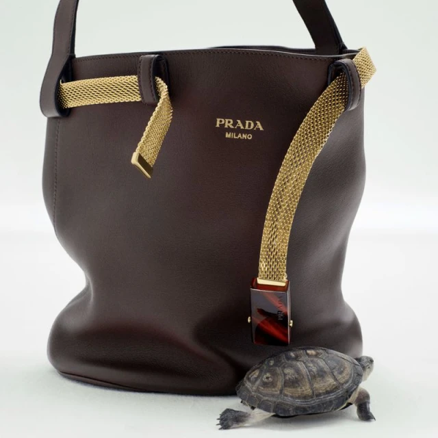 Luxury Prada handbag in rich brown leather alongside a small turtle in a studio setting, showcasing fashion and nature elements.