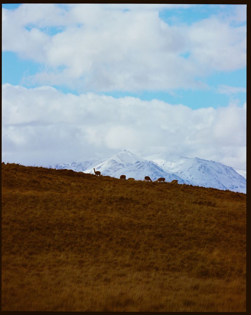 Herd of guanacos graze on a grassy hillside under a partly cloudy sky in a natural landscape, with snow-capped mountains in the background.