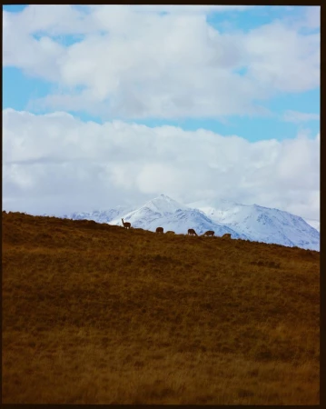 Herd of guanacos graze on a grassy hillside under a partly cloudy sky in a natural landscape, with snow-capped mountains in the background.