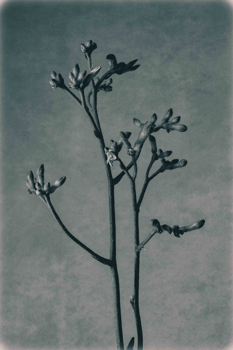 Kangaroo paw plant with buds, gray-green background, close-up botanical study of its unique flower structure, monochrome.