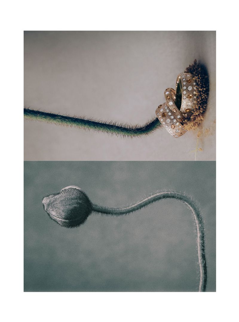 Close-up still life featuring two flower buds on stems, one in bloom with exposed stamen and another closed, against a neutral background.