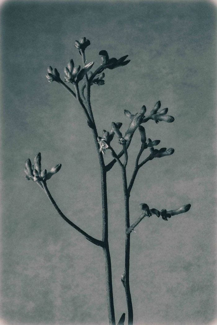 Monochrome macro photograph of slender plant stems with closed flower buds against a textured background.
