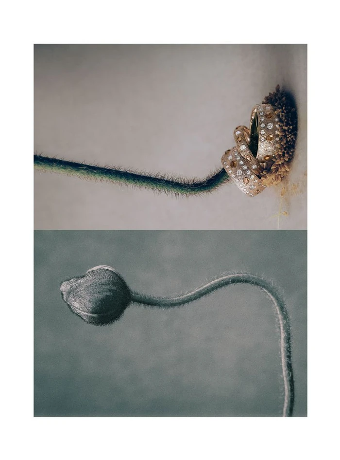 Close-up split image showing a fuzzy plant stem with diamond rings on top and an unopened plant bud below.