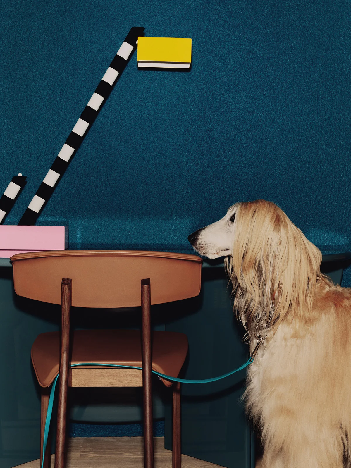 Afghan Hound dog with blue leash stands near a brown chair against a blue wall with geometric art and decor in a studio setting.