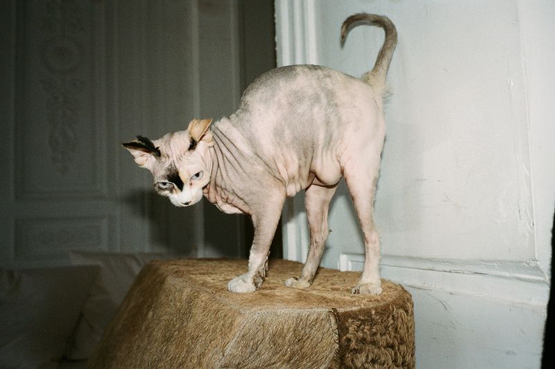 Indoor portrait of a sphynx cat with black and white markings standing on a furry brown cube in front of a door and wall.
