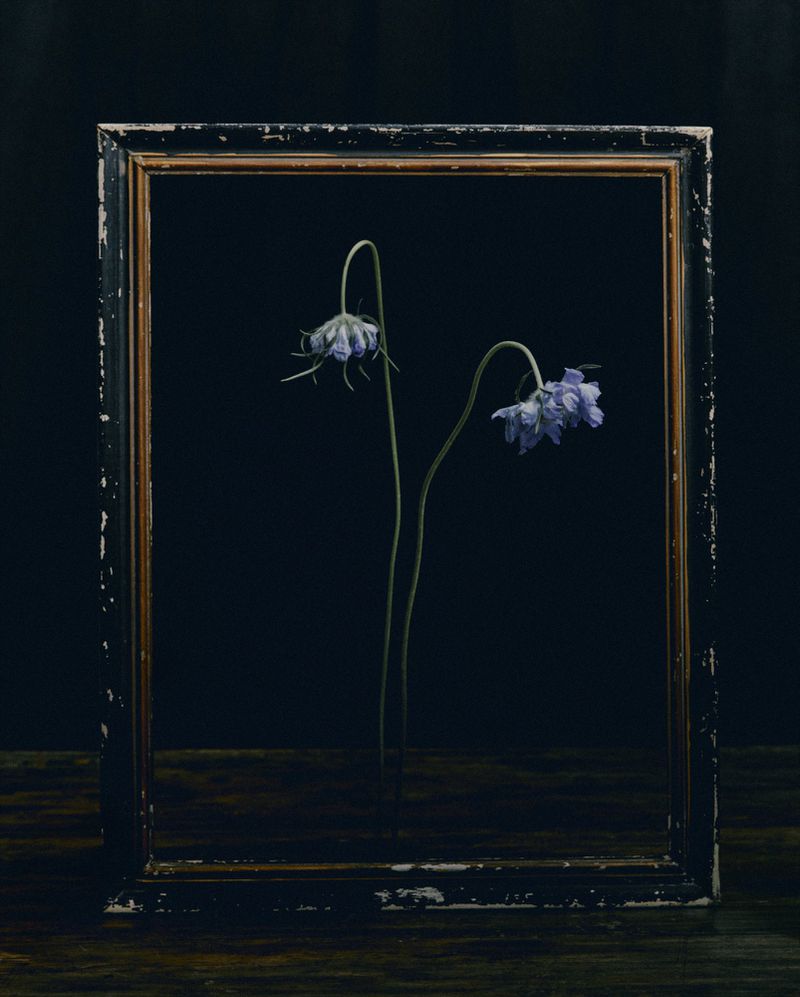Still life photography of two purple flowers framed by an ornate dark frame, set against a black backdrop and dark wooden surface.