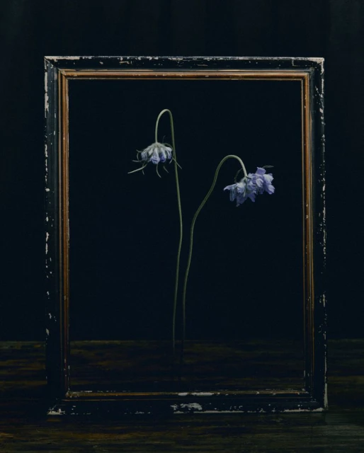 Still life photography of two purple flowers framed by an ornate dark frame, set against a black backdrop and dark wooden surface.